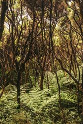 Green exotic frond at forest