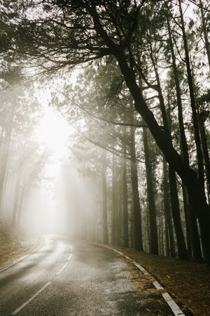 Asphalt road in foggy forest