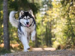 Husky in forest