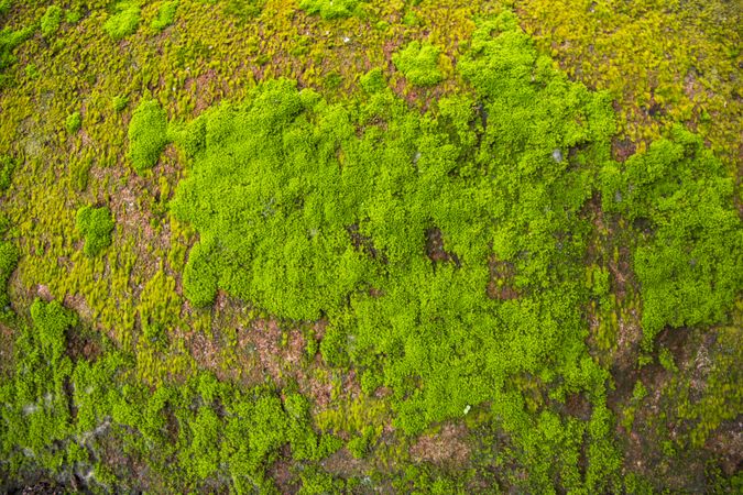 Fungi Green Moss old concrete wall abstract Texture background wallpaper. Rusty, Grungy, Gritty Vintage Background