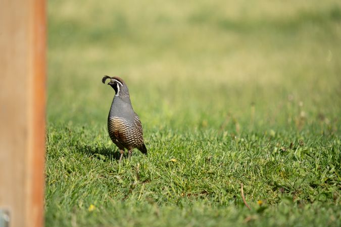 California Quail on some grass