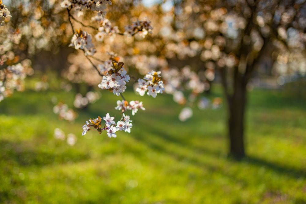 Flowers on a tree brach in a sunny park with grass