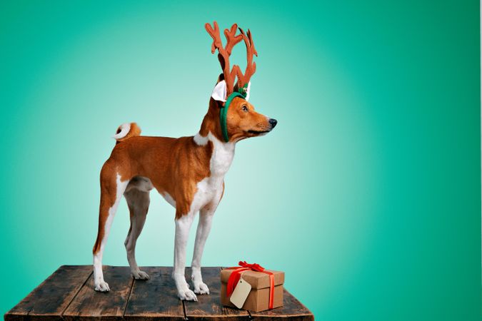 Dog wearing festive antlers standing on wooden table with present