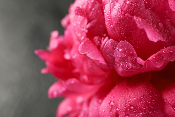 Beautiful pink peony flower with water drops against  dark background, closeup and space for text