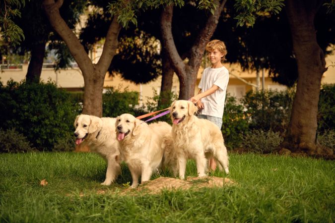 Boy walking with pack of dogs in park
