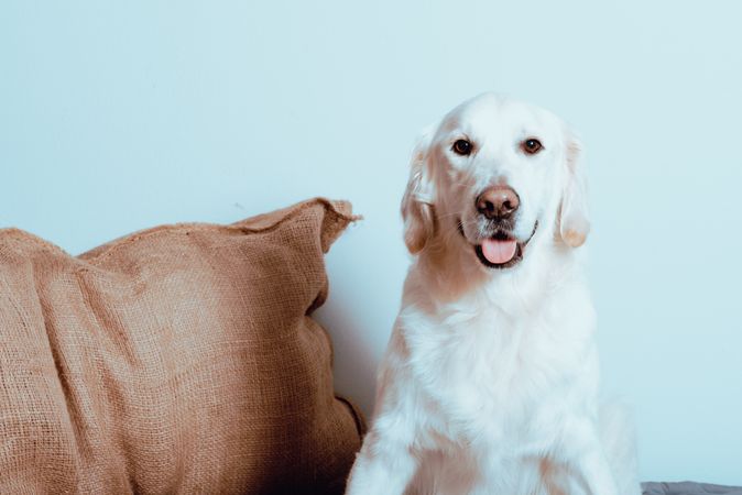 Big Labrador looking at camera