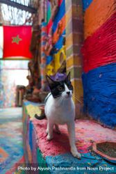 Cat walking down colorful wall mural painted street in Fez, Morocco beXVG4