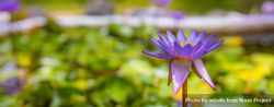 Wide shot of purple flower in a garden 47jxg5