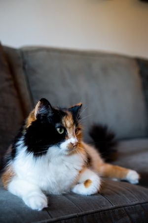 Cat lounging on couch