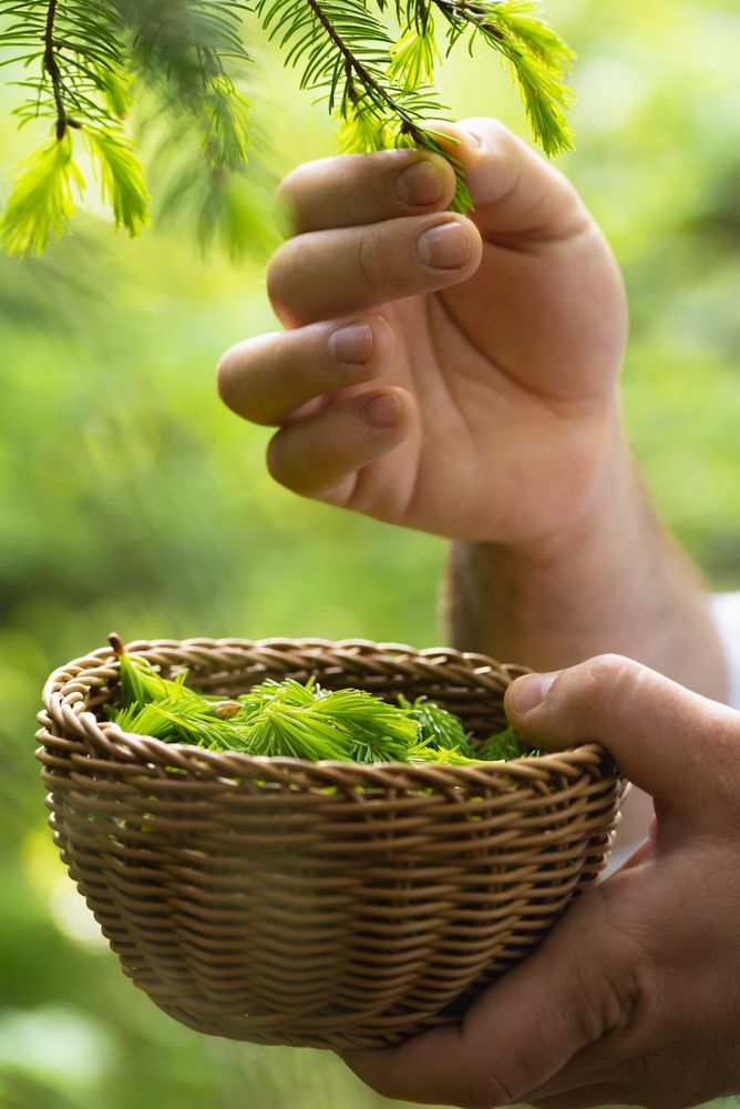 Collecting fir buds on a sunny day