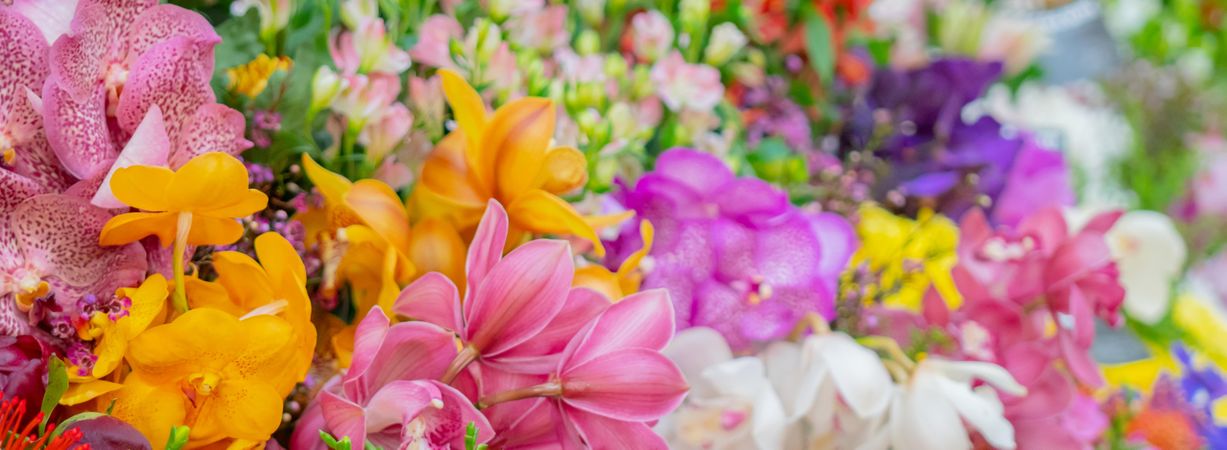 Colorful assorted  flowers