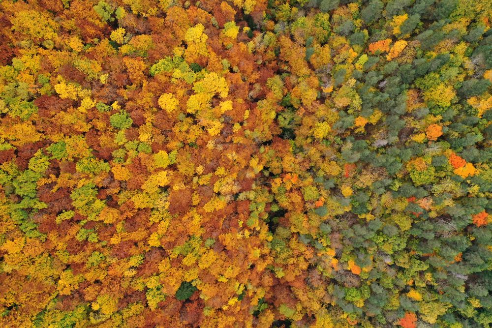 Autumn canopy from above