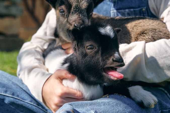 Anonymous person caressing adorable little goats on lawn in farm