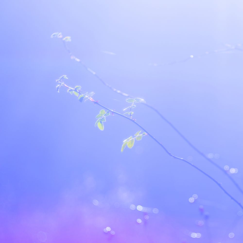 Tender dry leaves in blue light effect