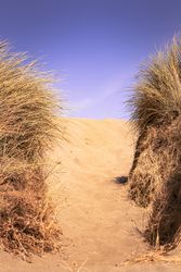 Path in the sand between bushes
