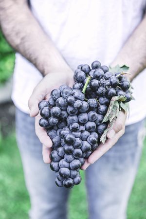 Hands holding bunch of grapes