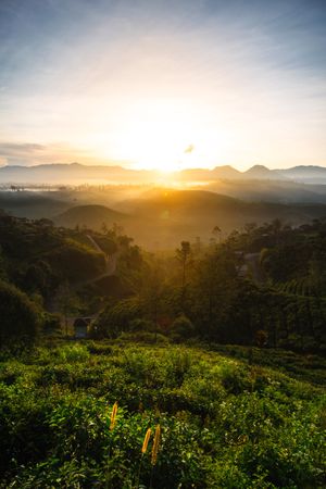 Sunrise Over Tea Plantation Hills