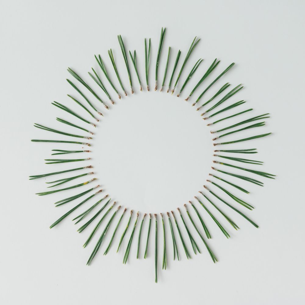 Pine needles in circle