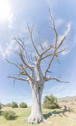 Bare dry tree on clear sky background