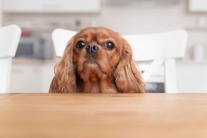 Cavalier spaniel sitting on chair at the dining table