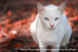 Cute cat with blue eyes looking up from red autumnal background 0yoeW4