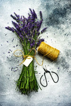 Bunch of pruned lavender flowers wrapped with string and blank note