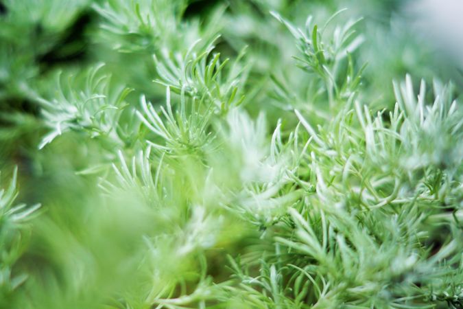 Green spruce plant growing in park