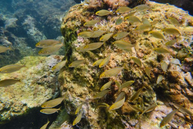 School of exotic fish in sea