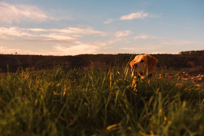 Dog between field and blue sky