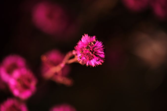 Blooming pink flower growing in nature