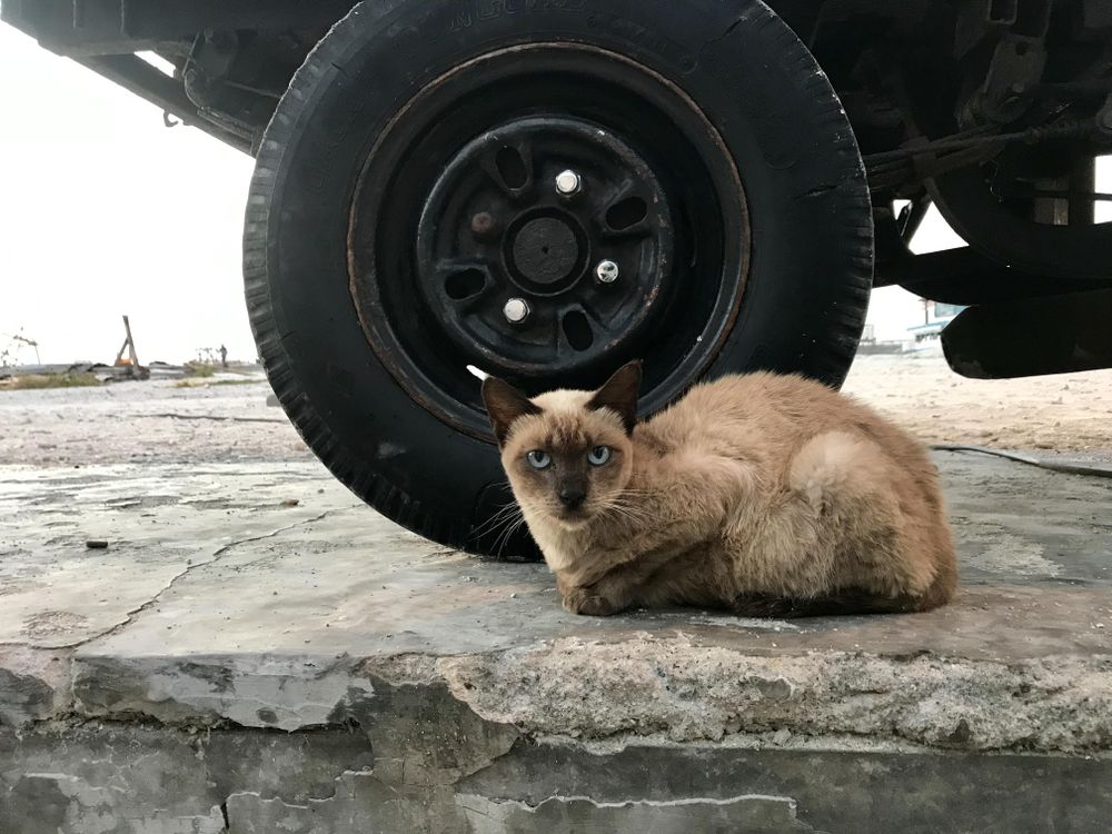 Stray Cat