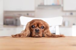 Inquisitive cavalier spaniel resting head at the dining table
