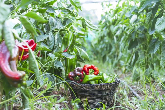 Green and red peppers in basket in garden
