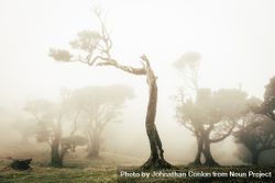 A Madeira tree in the fog 4AJN6b