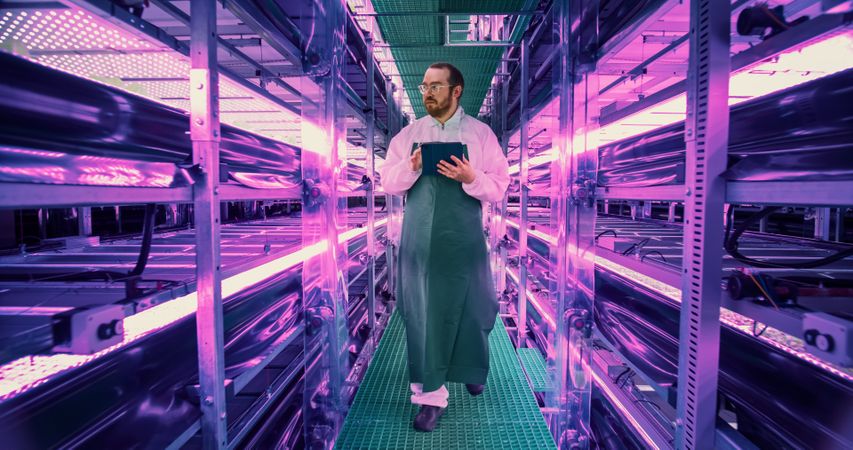 Farming Technician Walking Between Rows of Produce at a Modern Vertical Farm With UV Lights.