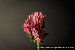 Pink oriental poppy in dark studio 49Glv0