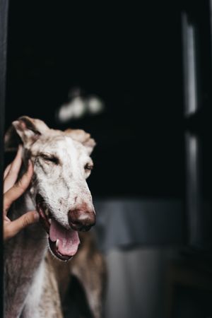 Cute dog looking through window