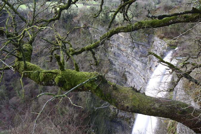 Green branches covered with moss