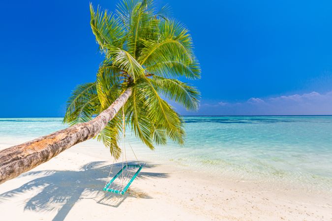 Leaning palm tree on a tropical beach