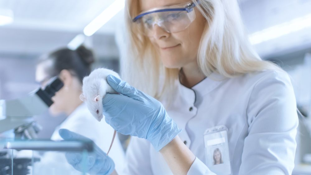 Medical Research Scientist Holds Laboratory Mouse.