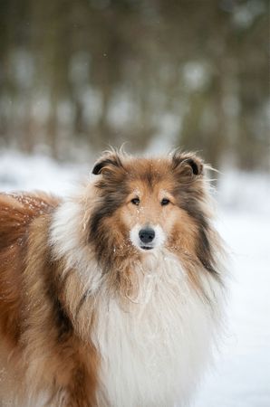 Collie Dog Portrait Standing in Snow Outdoor