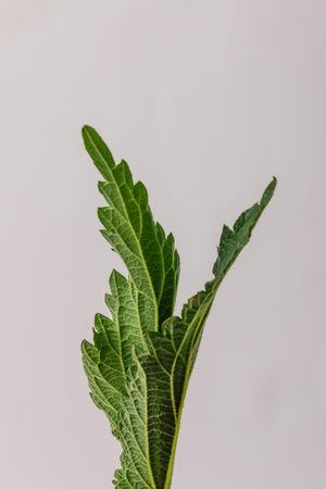 Nettle leaves on light background, close up