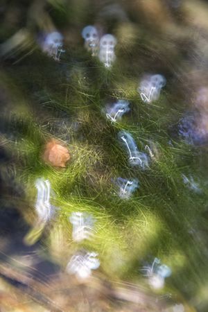 Defocused plants wild meadow