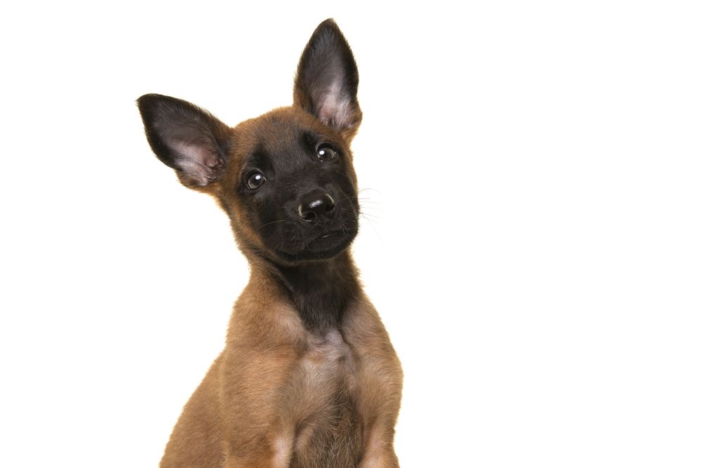 Portrait of a belgian shepherd or Malinois dog puppy looking at the camera in a studio setting