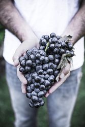 Hands holding bunch of grapes