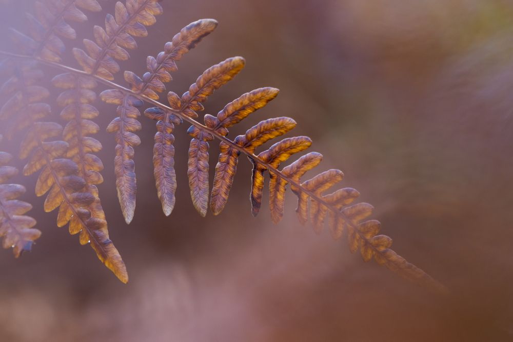 Brown plant in close up