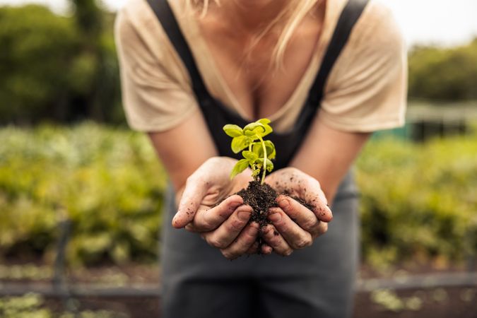 Close up of young woman’s hands holding a green plant growing in soil