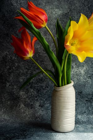 Orange and yellow tulip flowers in vase in grey room