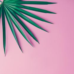 Tropical leaf on pink background