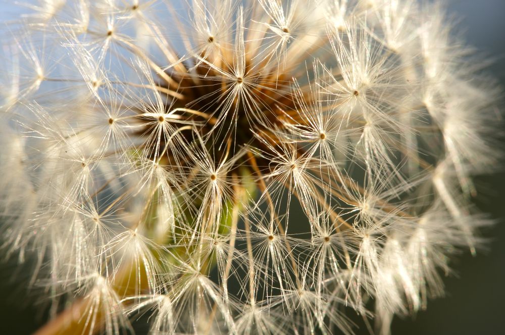 Dandelion Macro Shot
